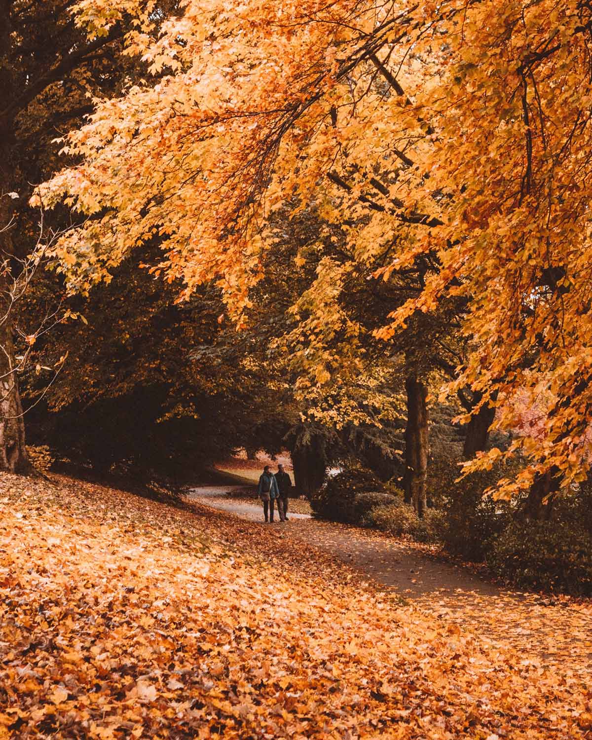 harry-renton-371383-scaled fall-leaves
