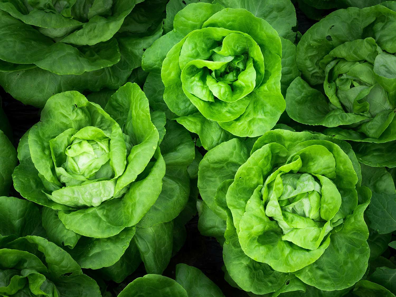 march-national-nutrition-month march-national-nutrition-month