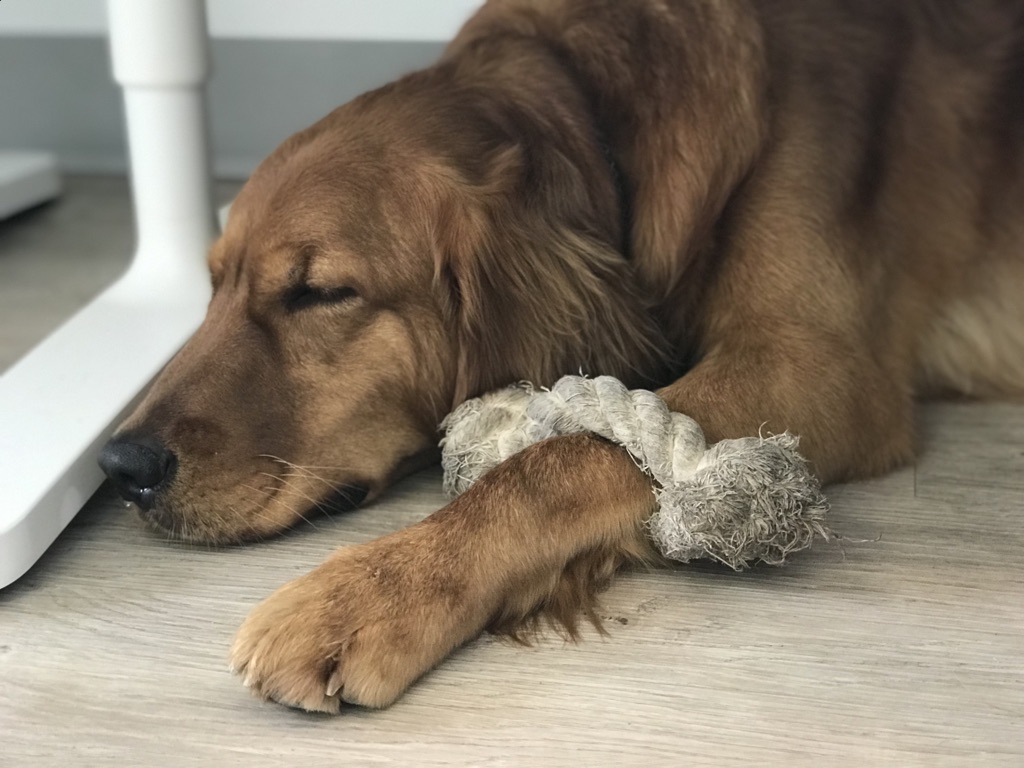 charley-sleeping