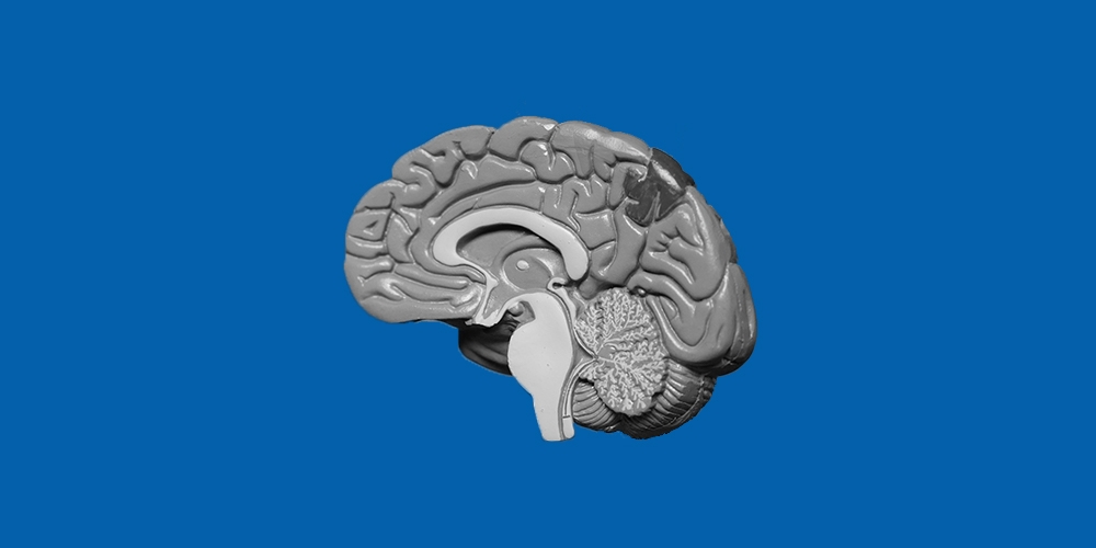 Blog_Brain_2 blog-brain